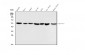 Anti-Beta Tubulin Antibody Picoband™(monoclonal, 5E4)